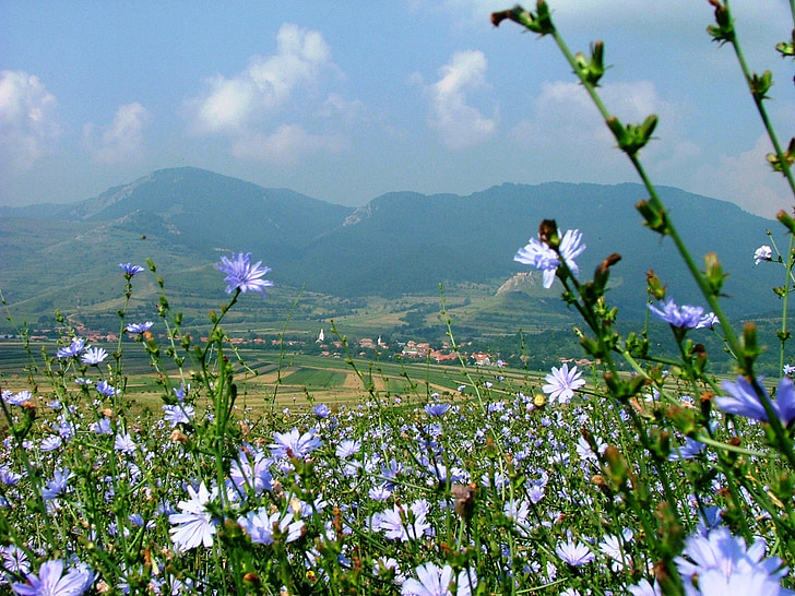 rimetea, Transylvania, feltet, natur, intybus sikori, blomst, skyen