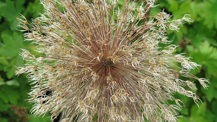 květ, Bloom, bílá, zahrada, závod, květiny, Zavřít