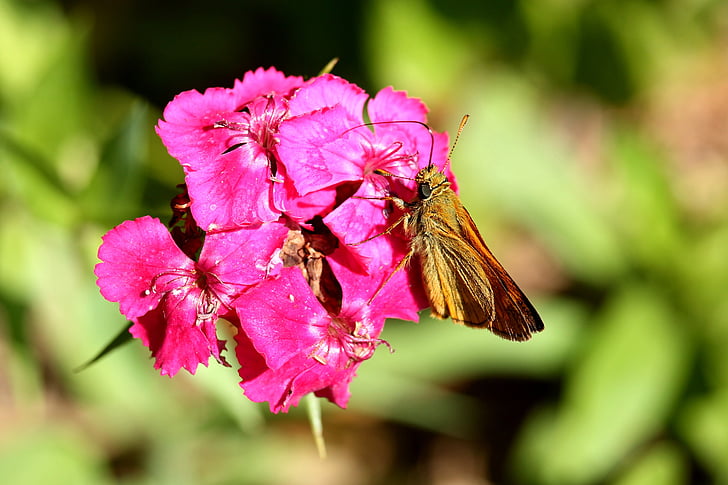 Blossom, Bloom, Sweet william, insect, vlinder, rood, Tuin