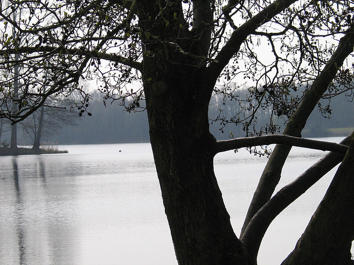 kontrast, odtiene sivej, zimné, strom, kmeň, jazero, vody