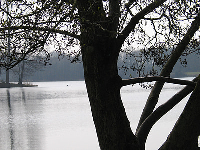 contraste, tonos de gris, invierno, árbol, tribu, Lago, agua