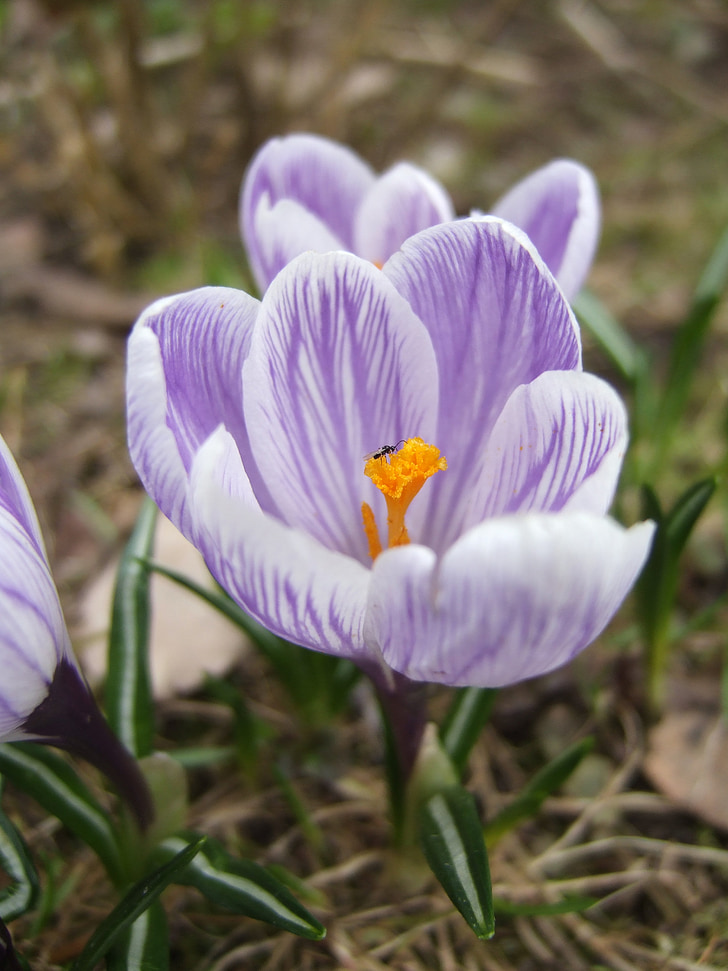 crocus, insect, spring, macro, nature, flying insect, flower