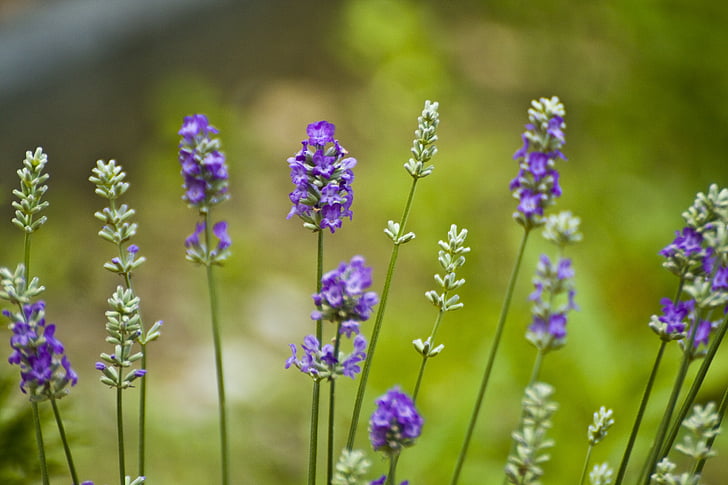 花, ラベンダー, 自然, 夏, 紫色の花, 草原, バイオレット