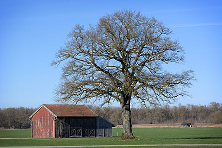landscape, nature, chiemgau, upper bavaria, tree, barn, field barn