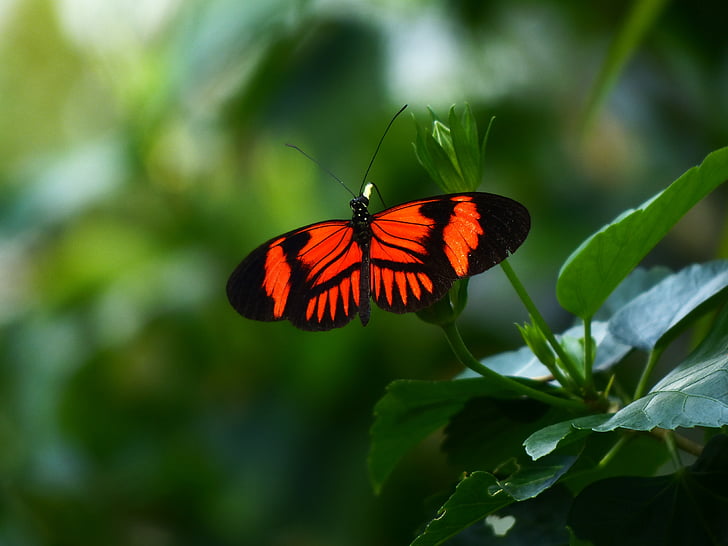 sommerfugl, lidenskap sommerfugl, Heliconius melpomene, eksotiske, Tropical, dyr, butterfly hus