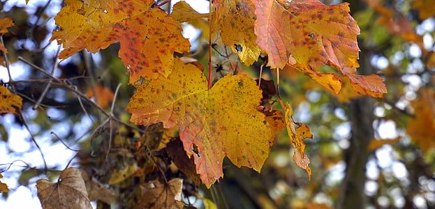 lišće, jesen, šuma, stabla, Zlatna jesen, priroda, Crveni