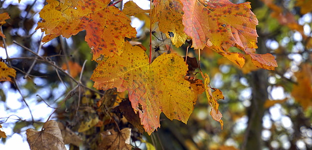 atstāj, rudens, meža, koki, zelta rudens, daba, sarkana