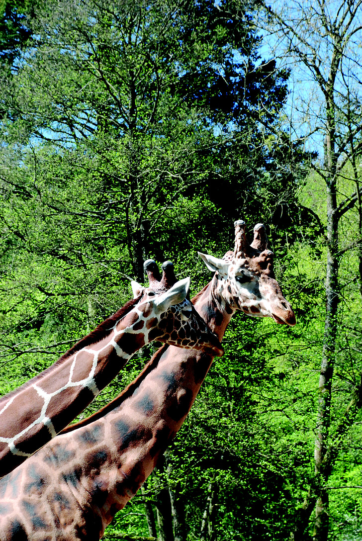 жирафи, Зоологическа градина, врата, Африка, модел, мрежест жираф, природата