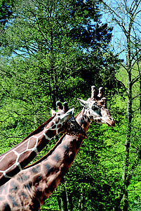 giraffer, Zoo, hals, Afrika, mönster, nätstruktur giraff, naturen