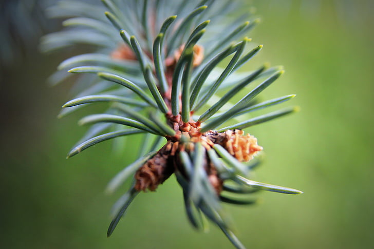 blur, close-up, focus, green, nature, plant, spruce