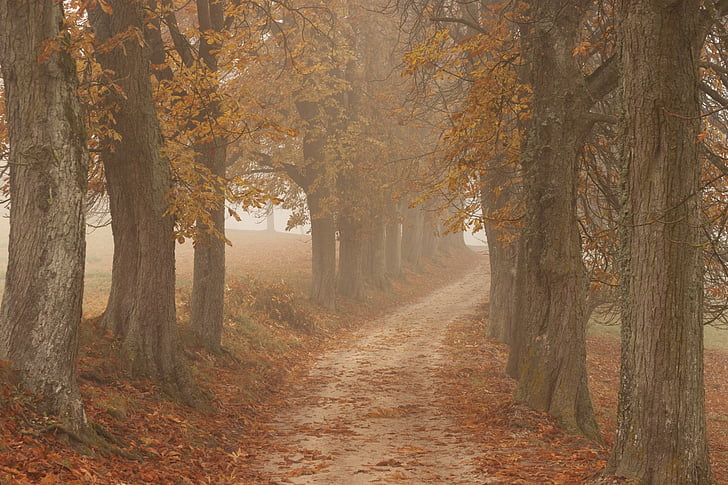 trees, nature, autumn, leaves, fog, cold, away