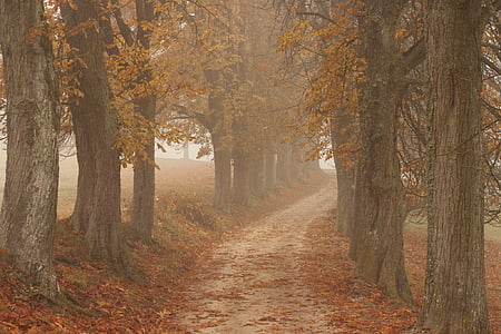 træer, natur, efterår, blade, tåge, kolde, væk
