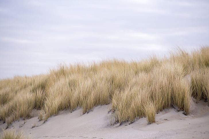 wydmy, Kijkduin, Holandia, skryba trawy, piasek, chmury, Plaża