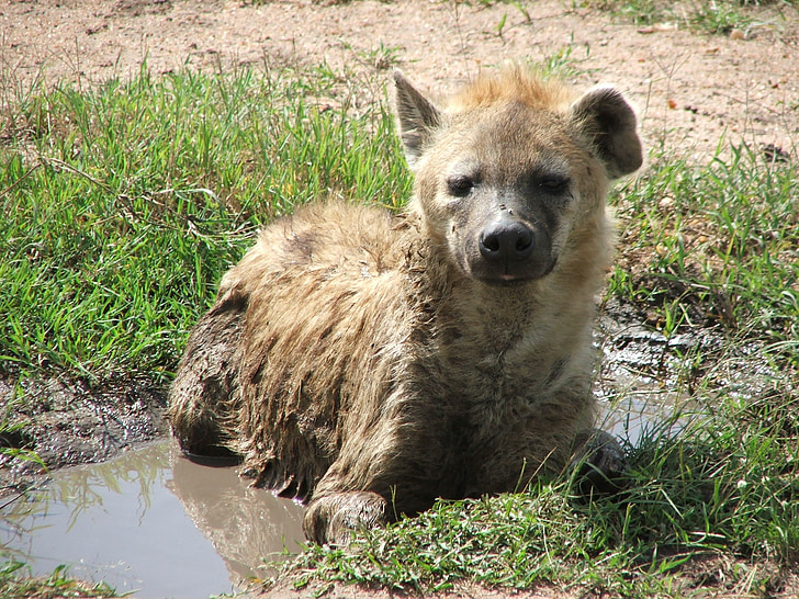 hyene, Afrika, vannhull, velte seg, dyreliv, dyr, Wild