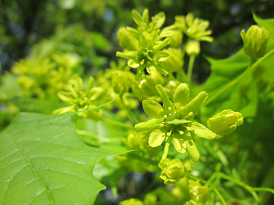 acer, maple, tree, blooming, inflorescence, flora, botany