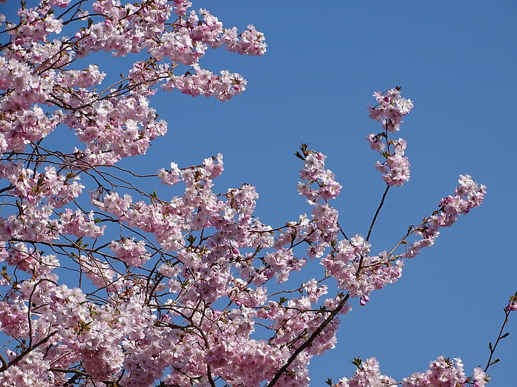 lente, natuur, bloemen