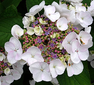 Blossom, Bloom, hortensia, Hummel, Stäng, vit, blå