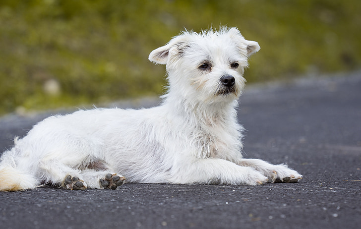 куче, бяло, бяло куче, малко куче, Малтийски, домашен любимец, бозайник