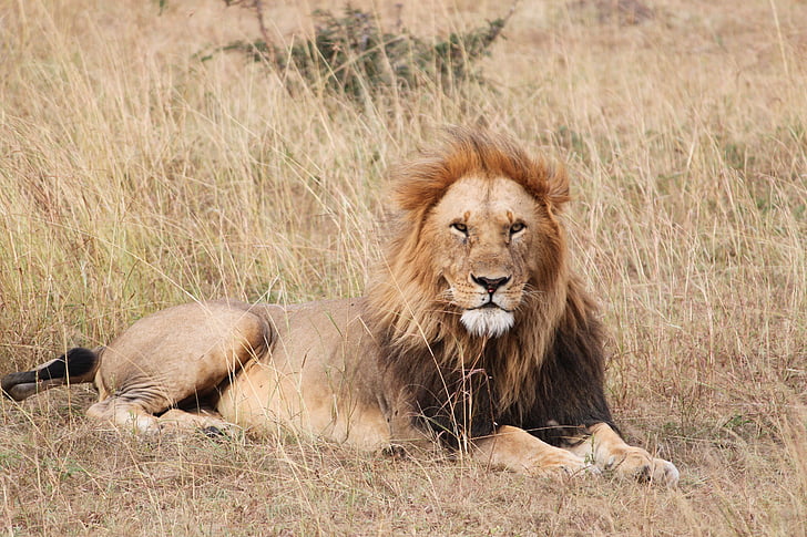Löwe, Safari, Afrika, Wild, Tierwelt, Tier, Natur