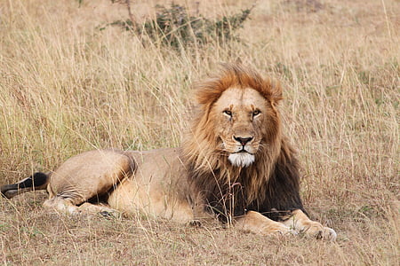 Liūtas, Safari, Afrika, laukinių, Laukiniai gyvūnai, gyvūnų, Gamta