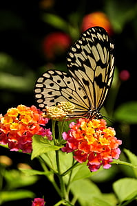 Tree víla motýľ, hmyzu, motýľ, Príroda, biela, myšlienka, leuconoe