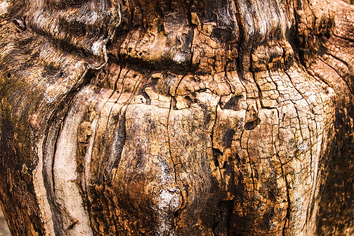 tronco, madera, árbol, naturaleza, tronco de árbol, textura, madera vieja