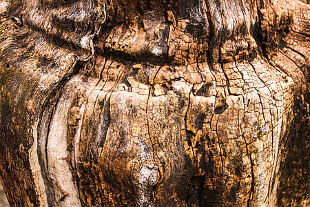 kamieno, medienos, medis, Gamta, medžio kamieno, tekstūros, seną medieną