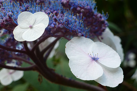 flor, planta, jardim, natureza, Branco, azul, lilás