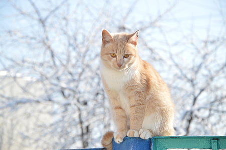γάτα, κοκκινομαλλα, Χειμώνας, κόκκινο-επικεφαλής γάτα, κατοικίδιο ζώο, στομάχι, κατοικίδια ζώα