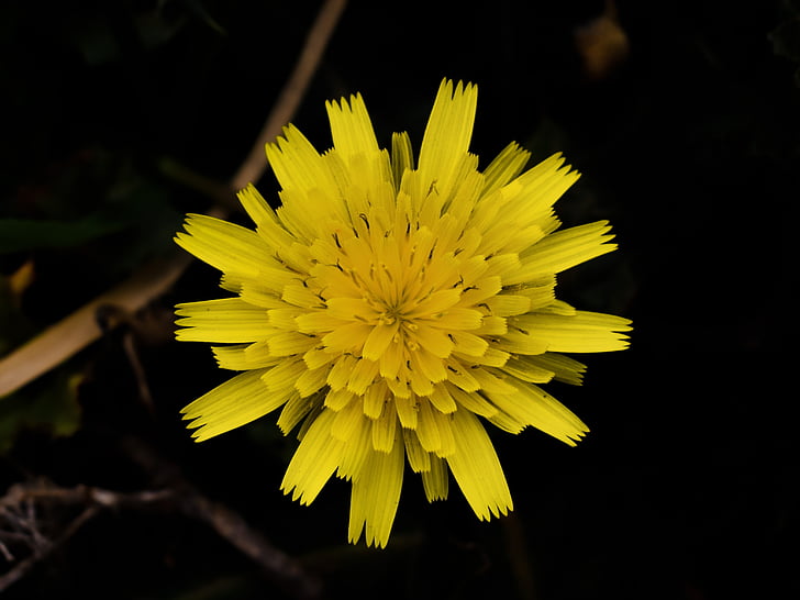 Pampeliška, květ, žlutá, závod, Flora, žluté květy, Příroda