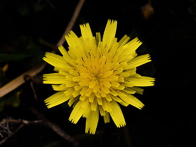 dandelion, flower, yellow, plant, flora, yellow flowers, nature