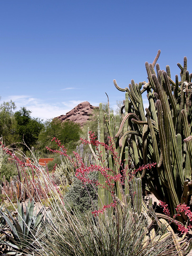 cactus, plants, red, rock, hill, landscape, nature