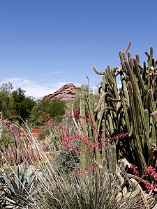 Cactus, plantes, rouge, Rock, colline, paysage, nature