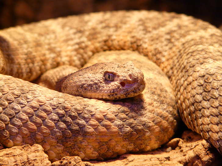 flekkete rattlesnake, slange, Crotalus mitchellii, Rattlesnake, Crotalus, terrarium, giftig