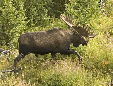 Moose, Stier, dieren in het wild, natuur, zoogdier, grote, bont