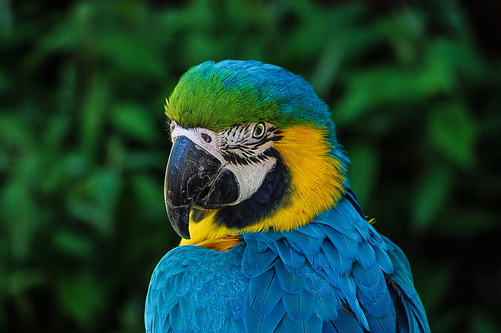 dier, vogel, Close-up, Macaw, macro, natuur, papegaai