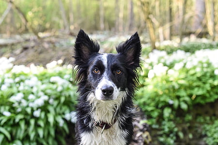 μαύρο, λευκό, σύνορα, ποιμενικού σκύλου, κοντά σε:, πράσινο, χλόη