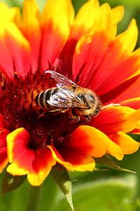 цвете, Блосъм, Блум, насекоми, пчела, червено жълто, растителна