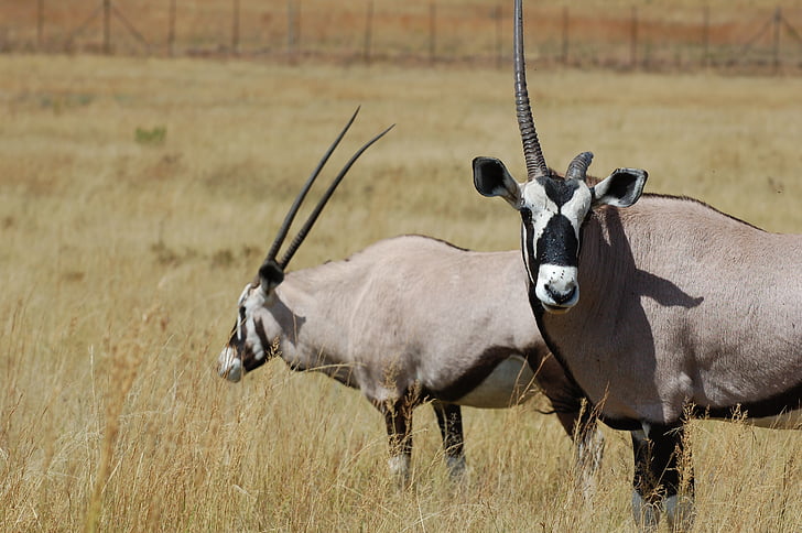 kudo, antelope, animal, safari, brown, horn, bush