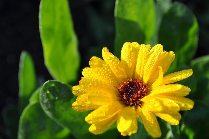 Marguerite, fiore, giallo, giardino, gocce, rugiada