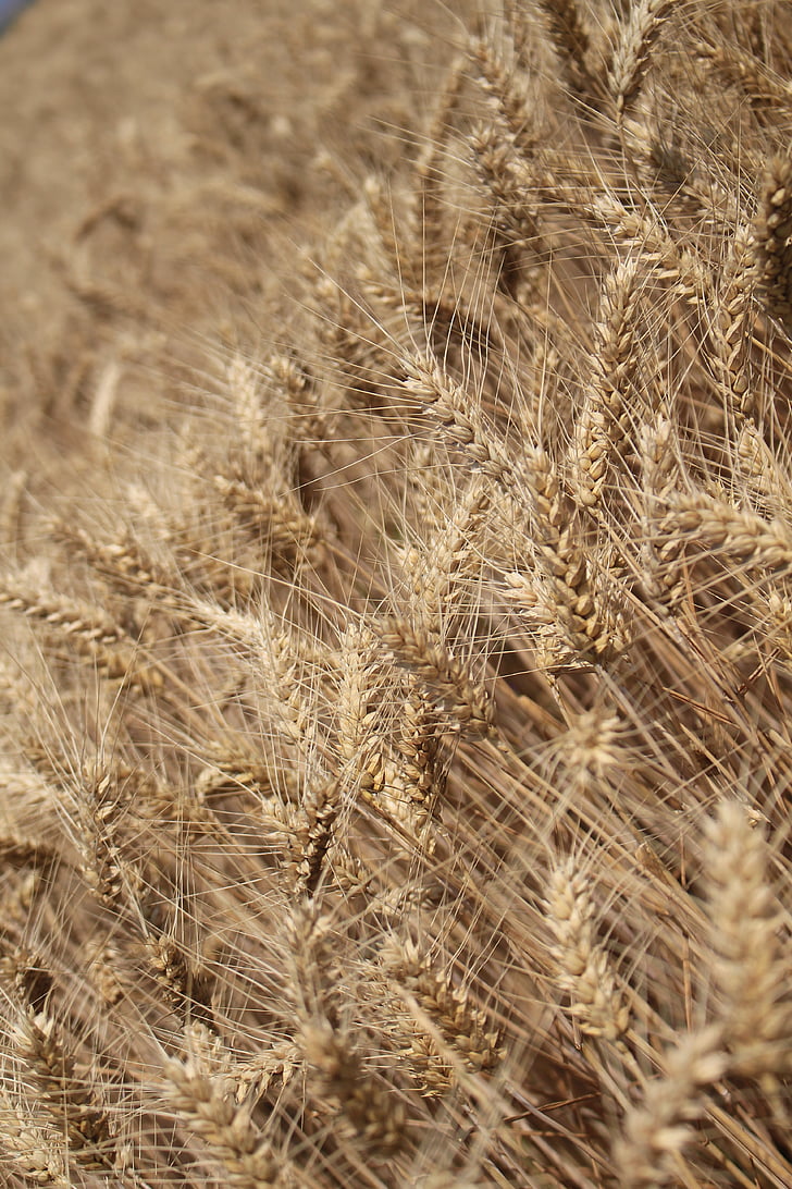 hvete, Harvest, dag s, Wheatfield, korn, såing, åkeren