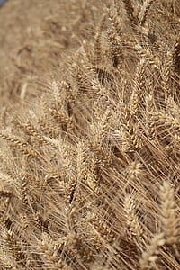 pšenice, sklizeň, den s, pšeničné pole, zrno, setí, kukuřičné pole