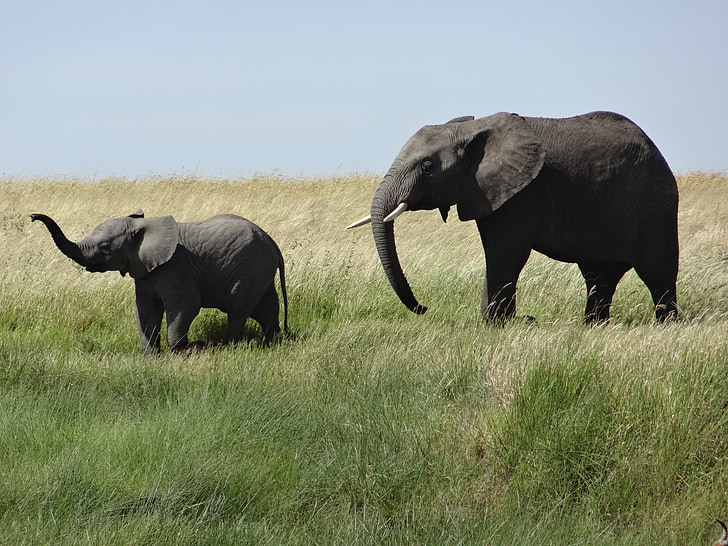 สัตว์, ช้าง, เด็ก, สัตว์ป่า, แอฟริกา, ธรรมชาติ, เหล่าสัตว์ป่าซาฟารี