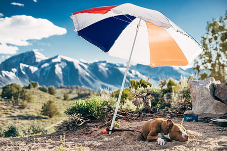 umbrella, dog, animal, pet, outdoor, highland, landscape
