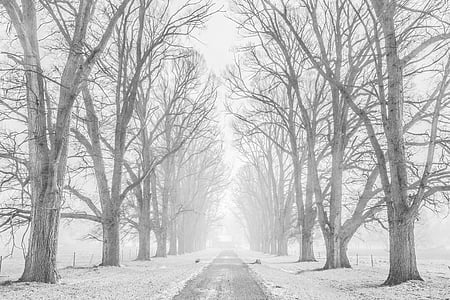 bela, sneg, nevihta, usahla, dreves, drevo, rastlin