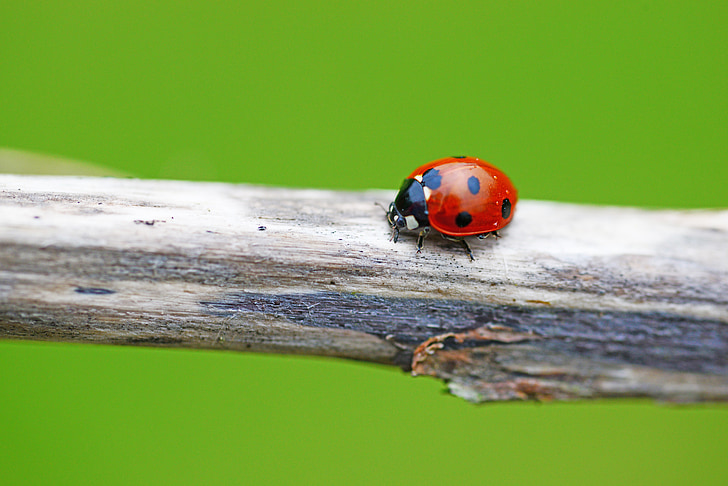 Ladybird, syv-spot ladybird, Coccinella septempunctata, bille, insekt, bevinget insekter, Ladybug