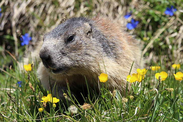 marmot, dier, bloem