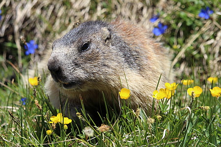 marmota, animale, floare