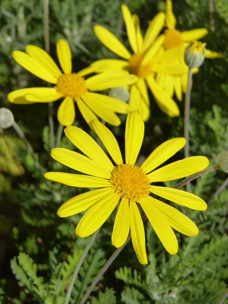 Daisy, màu vàng, Hoa, Hoa màu vàng, Thiên nhiên, Hoa, thực vật
