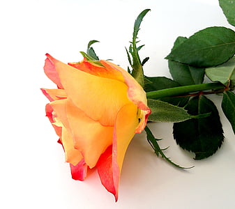 Роза, цветок, желтый, красивая, Справочная информация, Цветы, розы